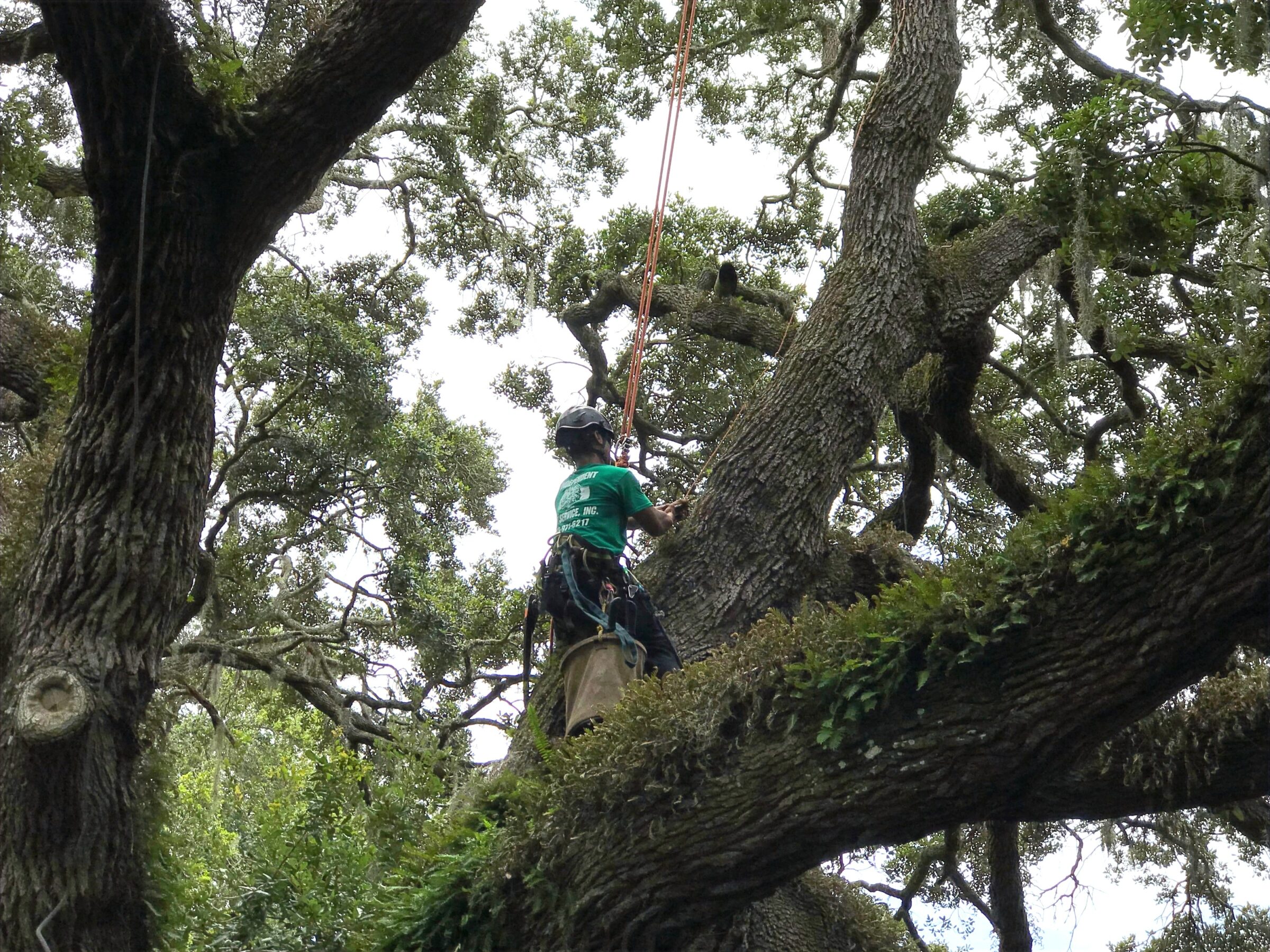 A person in climbing gear ascends a large tree using ropes, surrounded by green foliage and sturdy branches, demonstrating outdoor adventure skills.