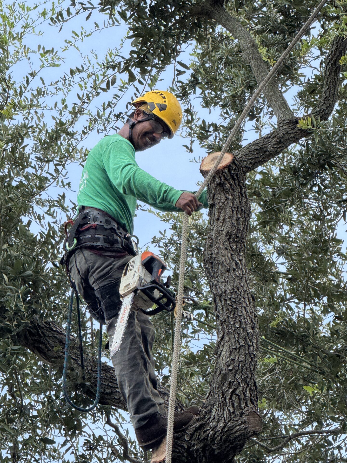 A person wearing a helmet climbs a tree with ropes and a chainsaw, preparing to trim branches on a sunny day.