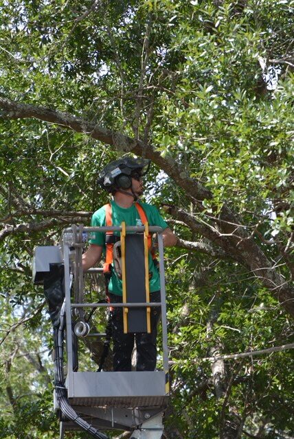 A person wearing safety gear stands on a lift, surrounded by dense green foliage, likely performing maintenance work on a tree.