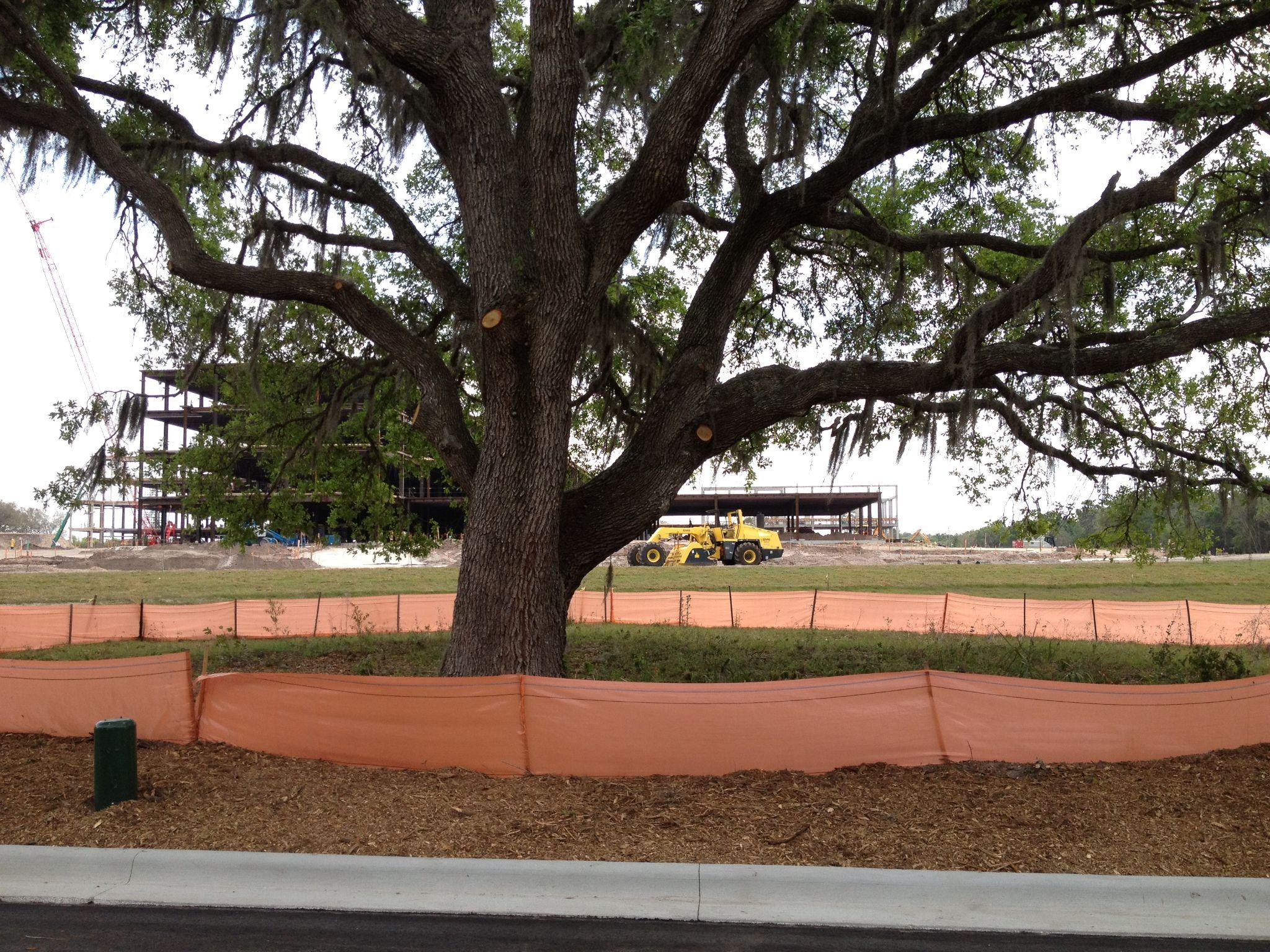 Large oak tree with trimmed branches near a construction site.