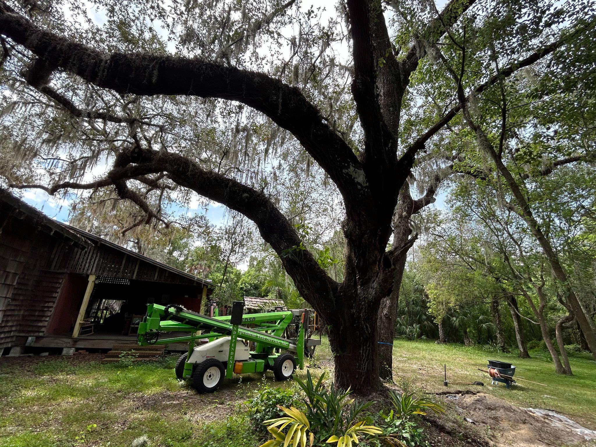 Tree care equipment positioned beside a large moss-covered oak tree.