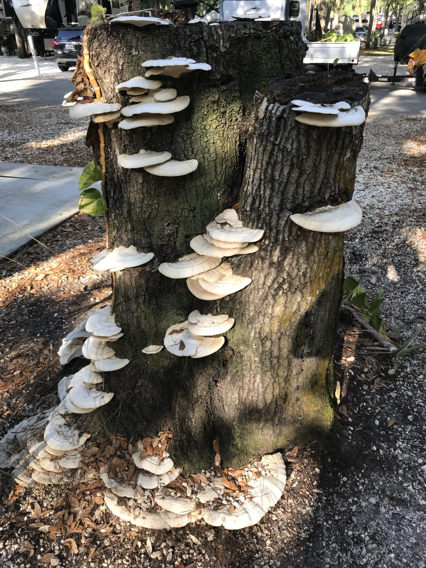A large tree stump with numerous white mushrooms growing on it, surrounded by a pebble-covered area and parked vehicles in the background.