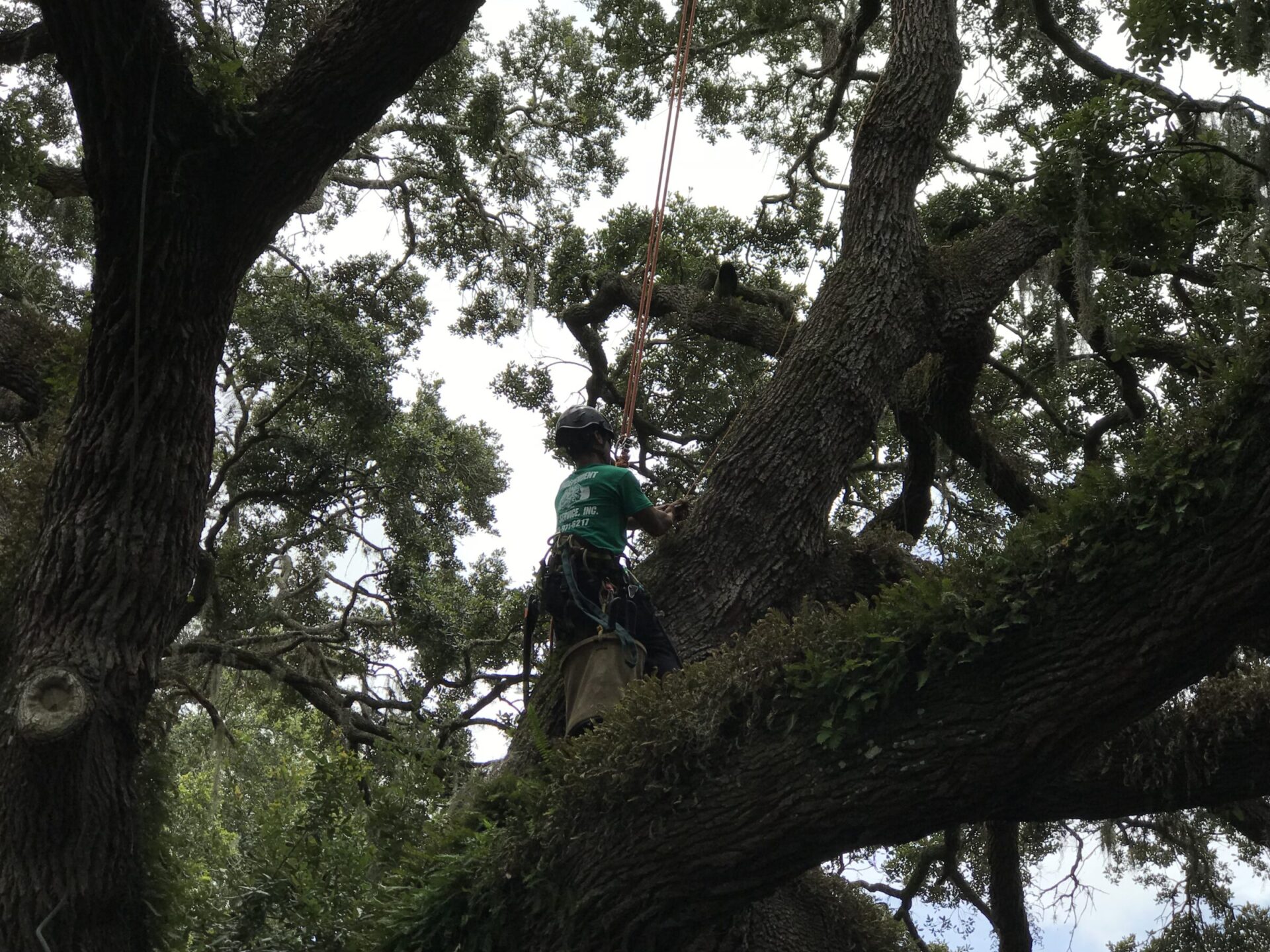 A person wearing safety gear climbs a large tree, surrounded by branches and greenery under a partly cloudy sky.