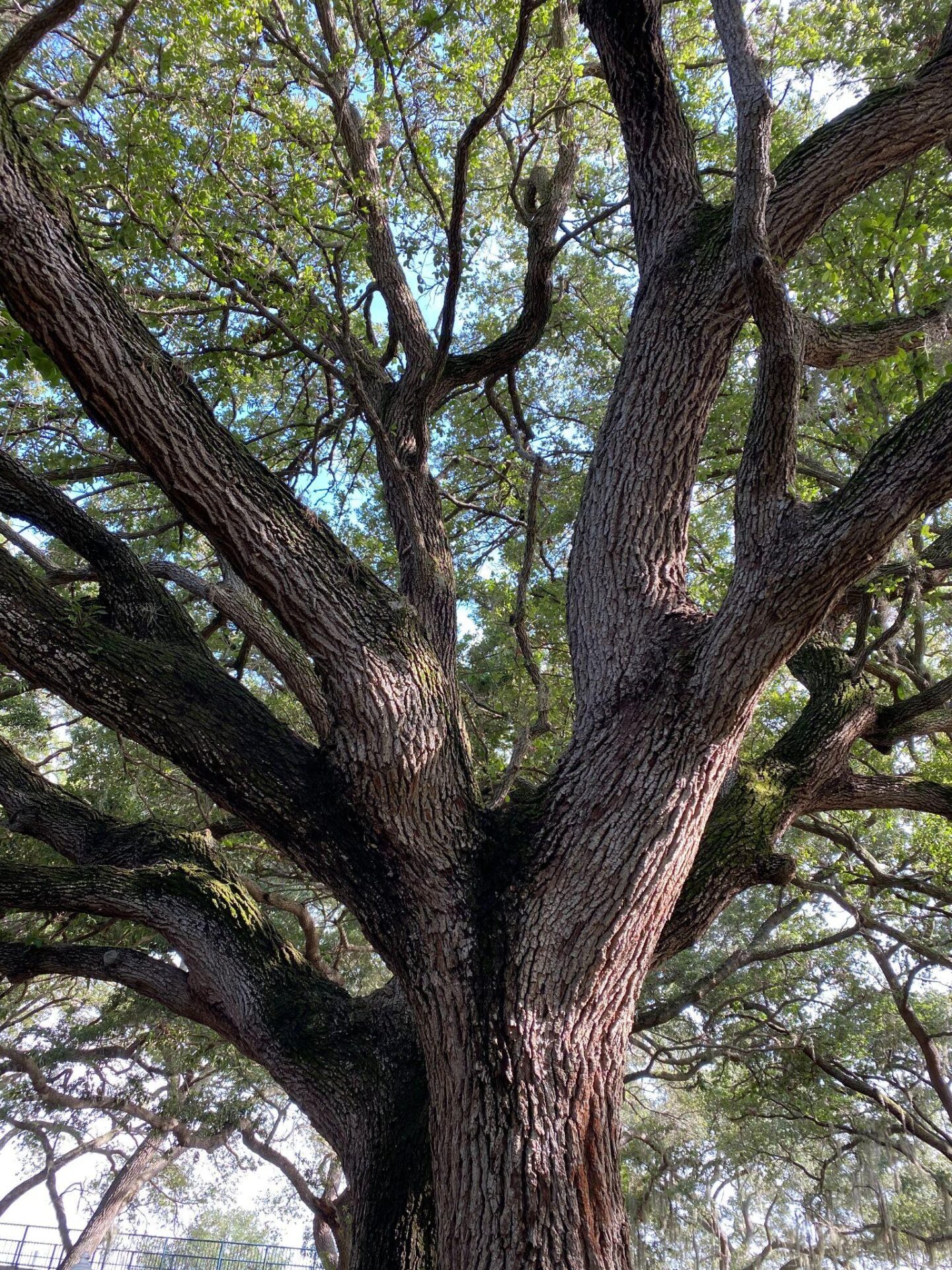 Close-up view of a large oak tree trunk and branching canopy.