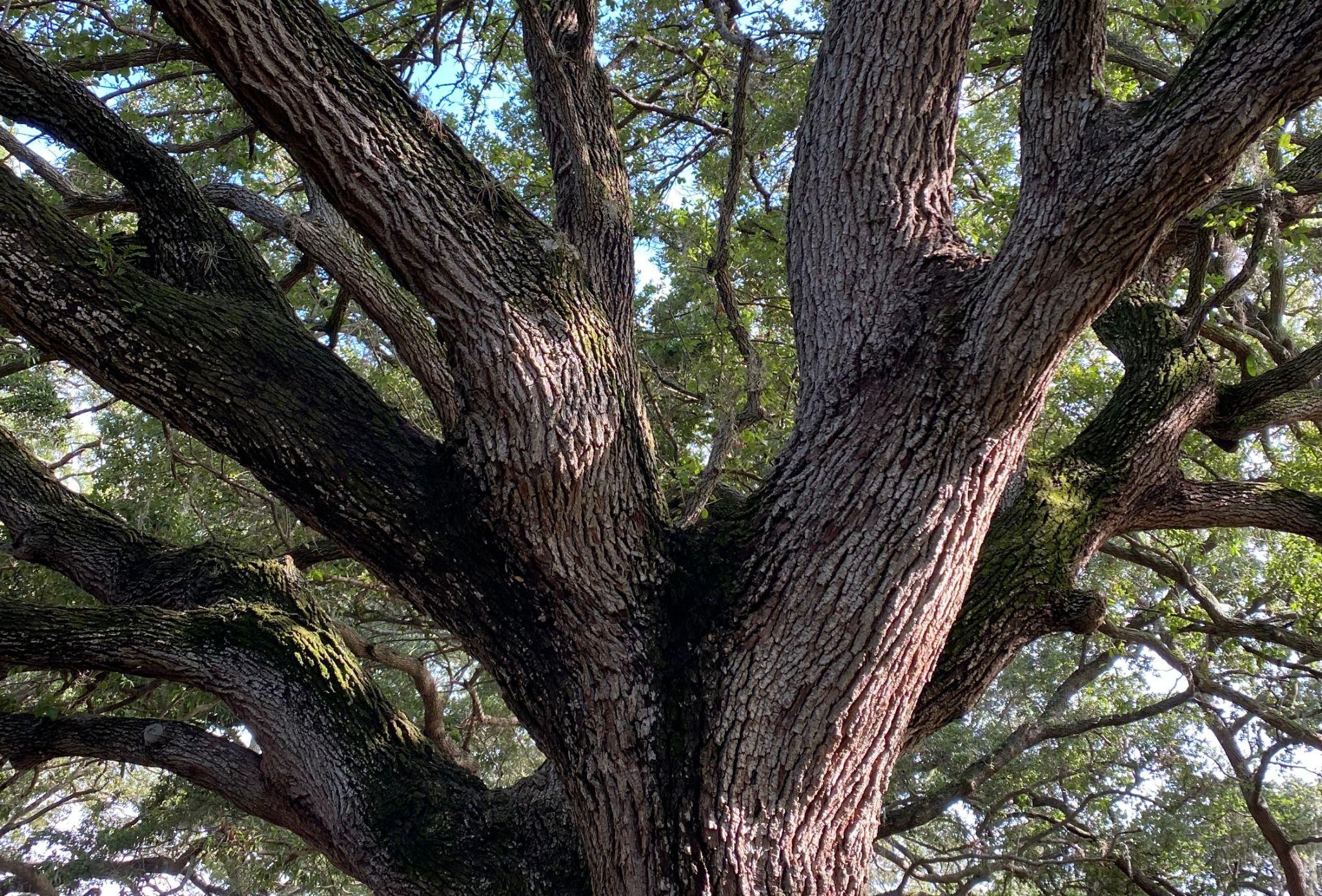 Large tree canopy with multiple strong branches spreading outward.