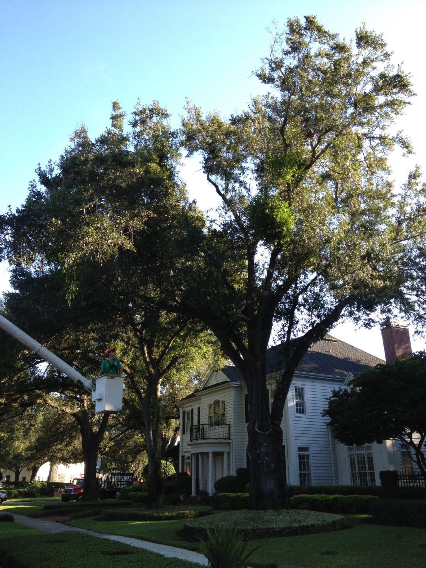 Residential property with tall trees being pruned using a bucket truck.