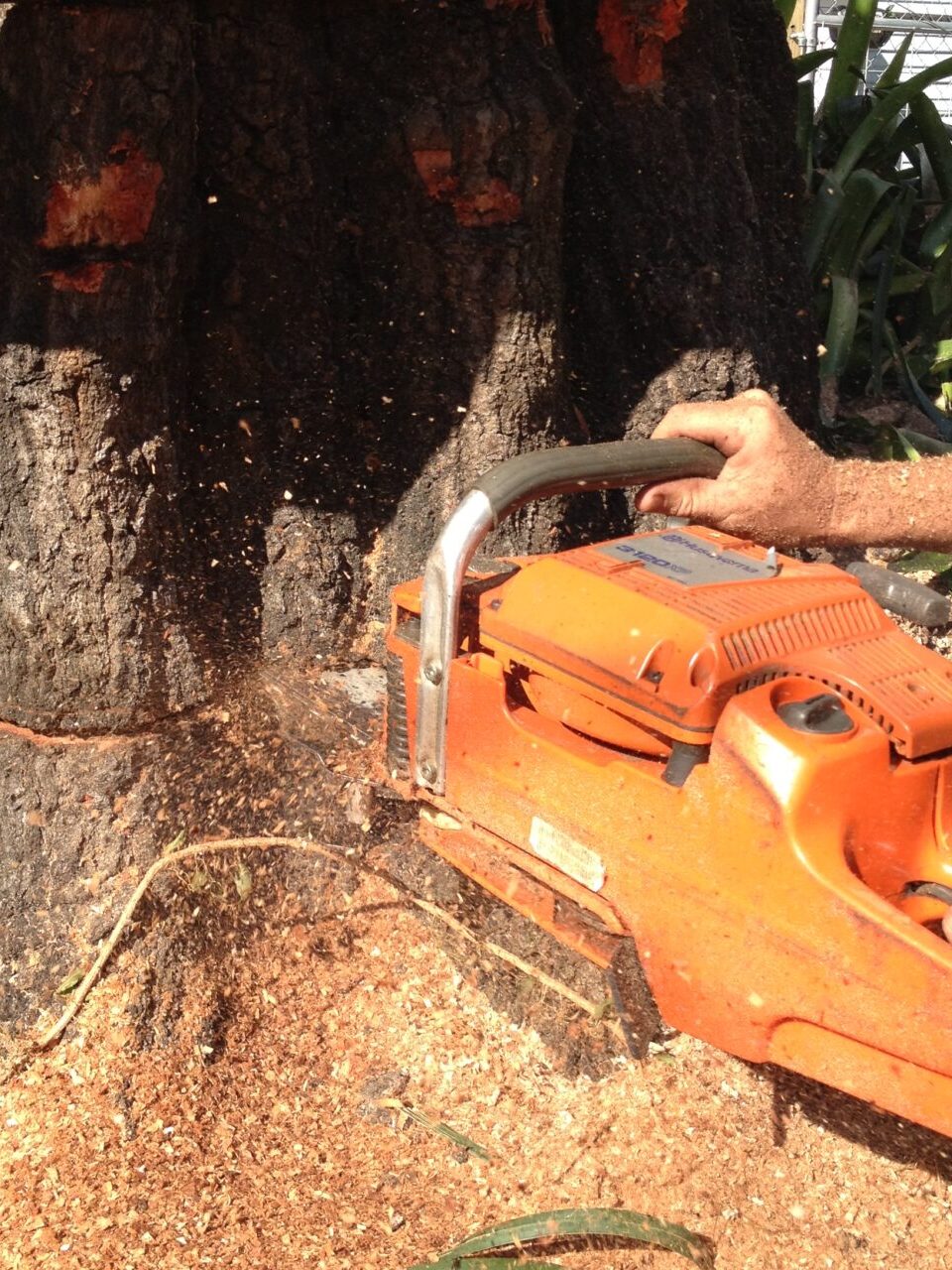 A person uses an orange chainsaw to cut a large tree trunk. Sawdust scatters as plants are visible in the background.