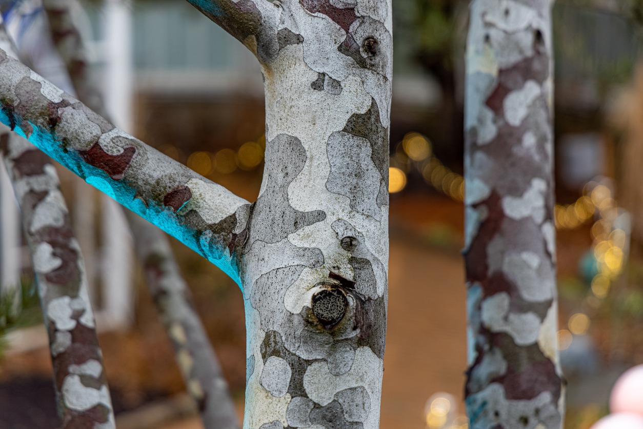 Close-up of tree branches with mottled bark, some painted blue. Blurred background features string lights and festive decorations in an outdoor setting.