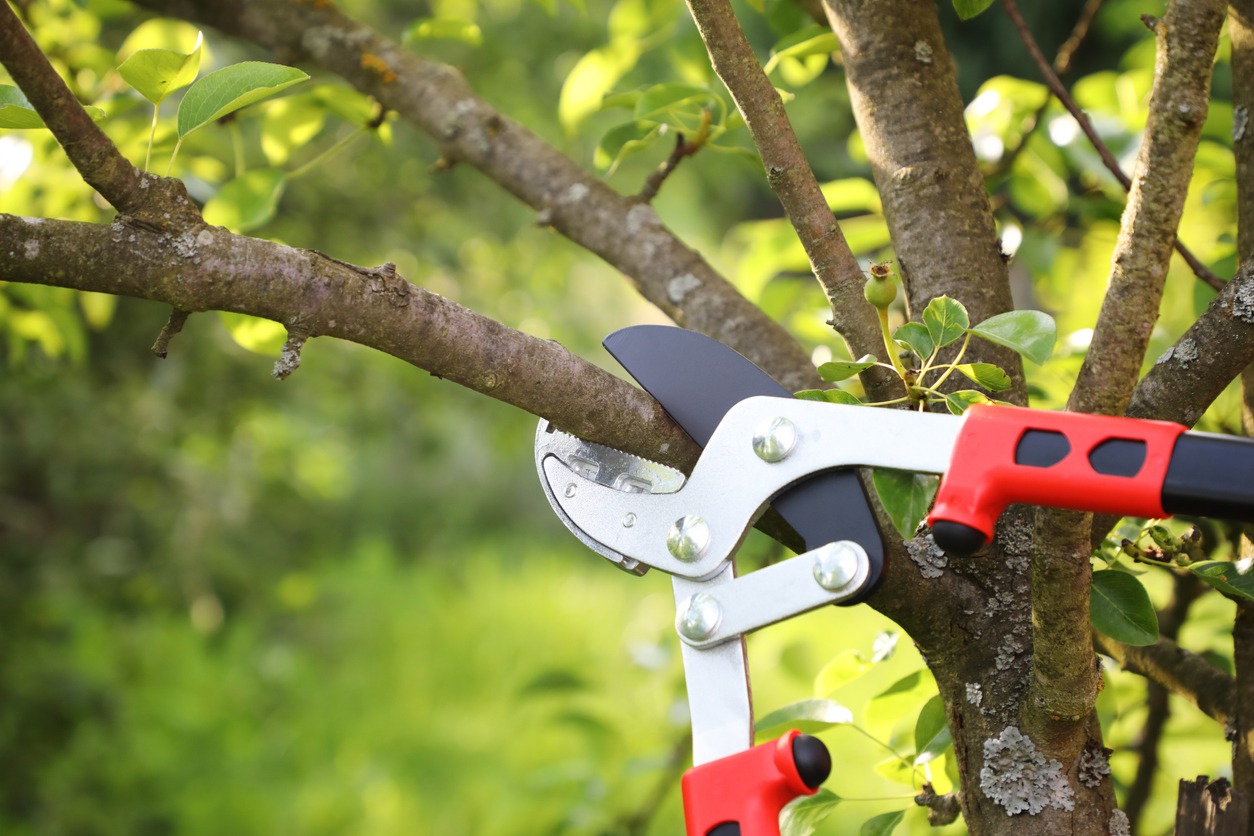 Tree branch being trimmed with red-handled loppers, surrounded by green leaves. Bright outdoor setting, focusing on gardening activity.