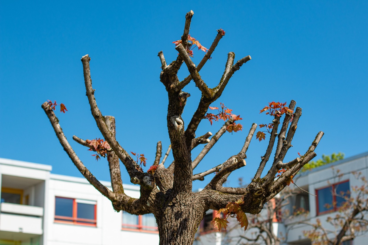 Pruned tree with sparse red leaves against a clear blue sky, in front of modern buildings, suggests an urban setting.